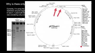 Gel electrophoresis  pETDuet1 vector [upl. by Wanda]