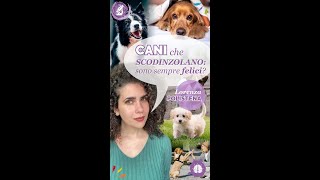 Cani che scodinzolano sono sempre felici [upl. by Nyladnor]