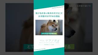 △動画の全編はこちら△ 犬服 ドッグウェア 犬のいる暮らし [upl. by Suiramaj529]