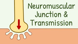 Neuromuscular Junction Structure amp Neuromuscular Transmission  Membrane Physiology [upl. by Garnes]