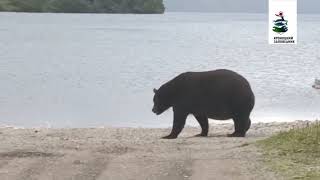 Huge Kamchatka brown bear [upl. by Awjan12]