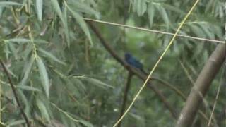 Passerina cyanea Indigo Bunting [upl. by Jewelle]