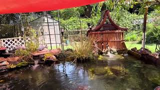 Koi Pond Lifestyle  Home paradise minitour 2024 [upl. by Druci]