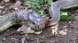 King Snake vs King Snake Fight to the Death [upl. by Lebaron134]