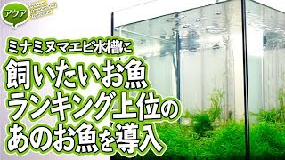 アクアリウム 飼いたいお魚ランキング上位の小型美魚！ 【ビバアクア】 [upl. by Neyuh823]