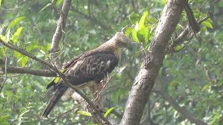 MVI 0195 Changeable Hawk Eagle Dehradun Rajaji 161124 morn [upl. by Herr]