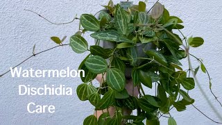 Watermelon Dischidia  Full Care Guide [upl. by Negiam]