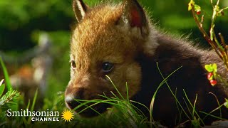 How Helpless Wolf Pups are On Their Feet Within 3 Weeks 🐺 Carpathian Predators  Smithsonian Channel [upl. by Ferguson988]