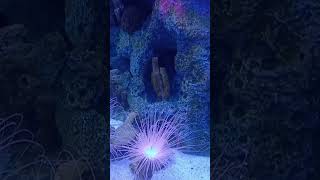 Amazing Tube Anemones aquarium reeftank floridaaquarium [upl. by Prouty]