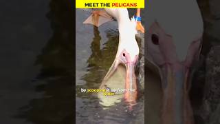 Pelicans can eat everything shorts facts [upl. by Luis48]