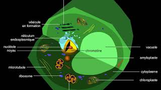 Cellule végétale [upl. by Nyleahs]
