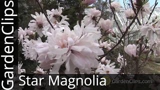 Star Magnolia  Magnolia stellata  How to grow Star Magnolia [upl. by Oravla]