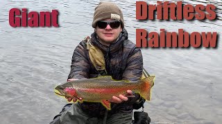 BIG Rainbow Trout on the Fly ROD MN trout opener 2022 [upl. by Esdnyl]