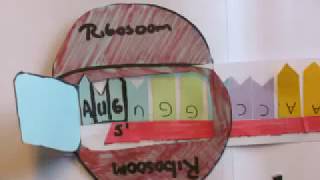 Stop motion Transcriptie en Translatie [upl. by Huckaby]