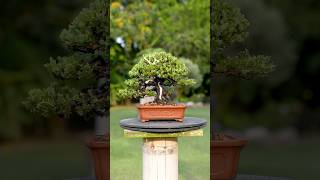 Juniperus Procumbens Nana Shohin Bonsai 🌿😍☀️ bonsai i [upl. by Justine]