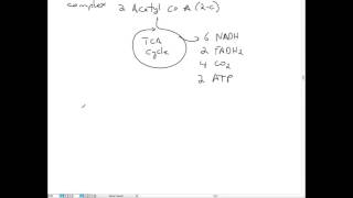 Glycolysis TCA Cycle and ETC [upl. by Queenie]