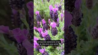 Lavandula stoechas una campeona en los jardines sostenibles de clima mediterráneo jardinclimatico [upl. by Clarke]