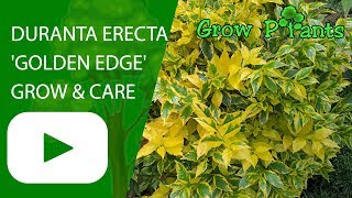 Duranta erecta Golden Edge  grow amp care [upl. by Zzaj]