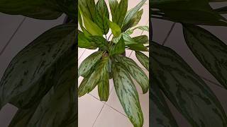 Silver Queen Aglaonema plant shorts [upl. by Nagorb513]