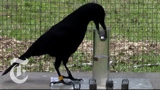 How Smart Are Crows  ScienceTake  The New York Times [upl. by Callas]