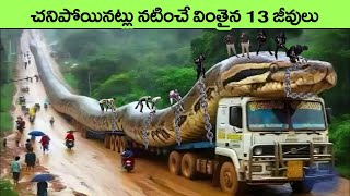 Animals That Play Dead To Escape Predators  Animals with unique abilities  facts in telugu  news [upl. by Judenberg951]