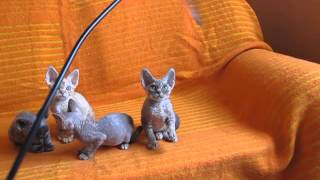 devon rex kittens Rococo Style cattery [upl. by Ahsram]