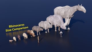 Rhinoceros Size Comparison [upl. by Eellah443]