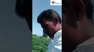 Soyabean Farmer showcases his yield after using Utkarsh Pesticides and Fertilizers  Result CF 3 [upl. by Suolekcin]