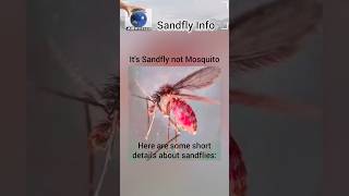 Sandfly  Sandflies [upl. by Clementius675]