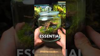 3 ESSENTIAL Terrarium Tips For Beginners [upl. by Ydnys]