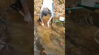 Gold caught in a Natural sluicebox along the creek goldprospecting gold goldpanning [upl. by Gerson126]