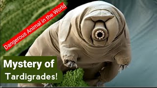 What are Tardigrade  Tha strongest Creature Ever  Latest scientist Finaly Teleport a Tardigrades [upl. by Caplan]