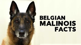 Belgian Malinois Everything You Need to Know [upl. by Lladnew]