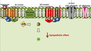 Propranolol  Mechanism of Action [upl. by Wanyen908]