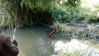 MANCING DI SUNGAI KECIL SERU BERBURU LELE  SMALL STREAM FISHING [upl. by Buehrer37]