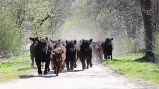 Das Treiben von Rindern  Unser Galloway [upl. by Elauqsap]