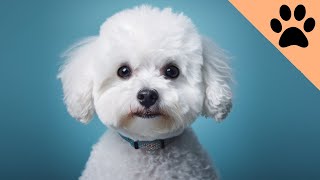 Bichon Frisé Pros and Cons [upl. by Yras]