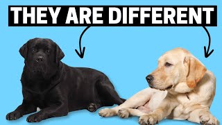 How are Black Labradors Different than Standard Labs [upl. by Marilin]