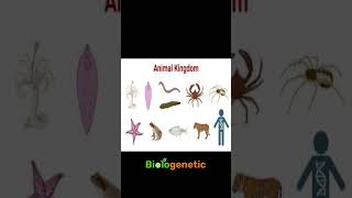 animalia kingdomanimalia Shorts biology bengali  Biologenetic [upl. by Aba]