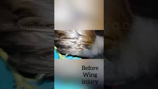 Moorhen wing injury recoveryfreetreatmentwildbirdsrescuedbirdsbirdlovers [upl. by Fields280]