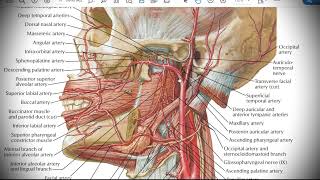 Анатомия с АВ Общая и наружная сонные артерии a carotis communis et externa [upl. by Armin]