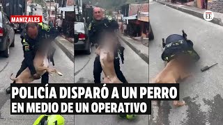 Policía disparó a un perro de raza pitbull en medio de un operativo en Manizales  El Espectador [upl. by Darrej588]