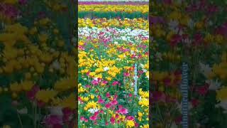 Beautiful natural flowersflowers roseflowergarden naturalflowers nature rosegarden amazing1m [upl. by Faxon878]