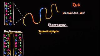 DNA Replikasyonu RNA Transkripsiyonu ve Translasyonu Biyoloji [upl. by Anceline481]