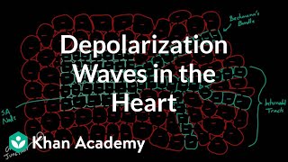 Depolarization waves flowing through the heart  NCLEXRN  Khan Academy [upl. by Trinee]