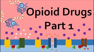 Opioid Drugs Part 1 Mechanism of Action [upl. by Vida]