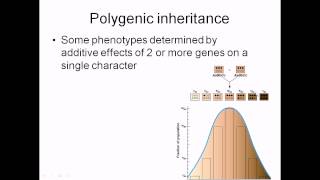 Polygenic inheritance [upl. by Yllitnahc]