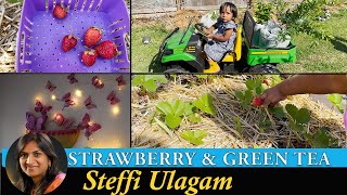 Planting Green tea and Strawberry  Garden Vlog in Tamil [upl. by Eiggam890]