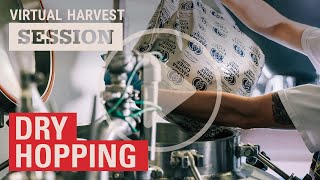 Dry Hopping 2020 Virtual Harvest [upl. by Maudie]