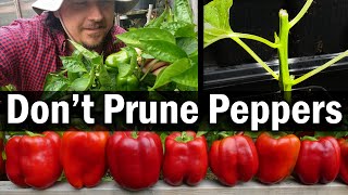 Dont Prune Your Peppers [upl. by Atinauq]